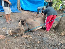 Penyembelehan hewan qurban 1447 H kalurahan Wunung